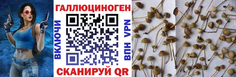 наркошоп  Куровское  Псилоцибиновые грибы Psilocybine cubensis 